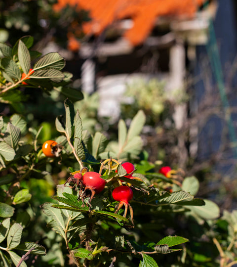 Rosehips in autumn at Hoswick, Shetland