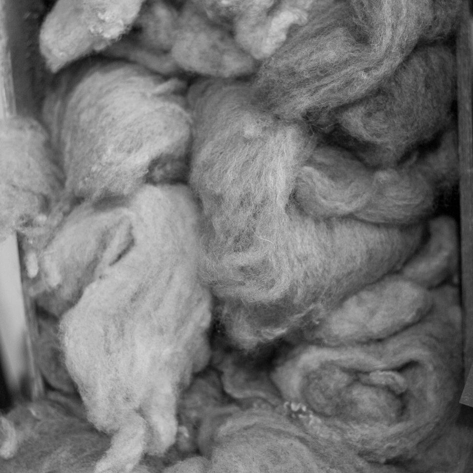 Shetland fleece in different shades, after dyeing and before being blended for spinning