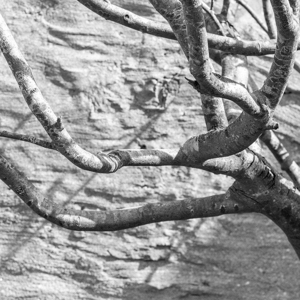 black and white image of the branches of a sycamore tree against a whitewashed, rustic wall.